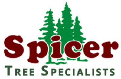 Spicer Tree Specialists Logo
