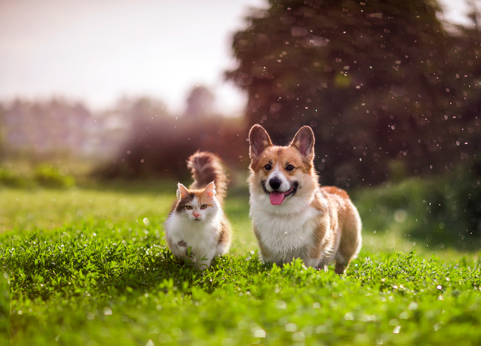 furry friends red cat and corgi dog walking in a summer meadow under the drops of warm rain