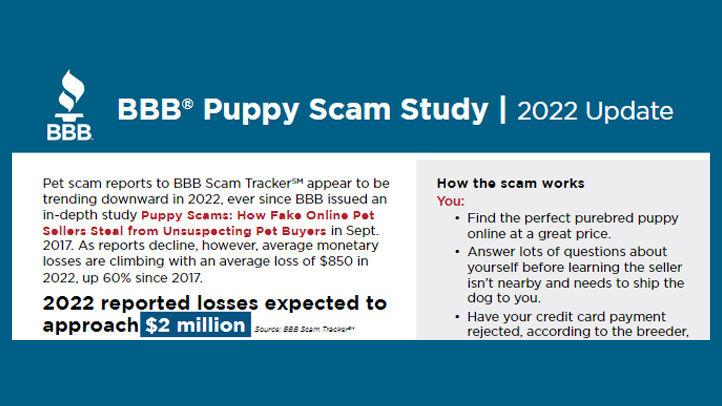 Puppy scam updated infograph teaser
