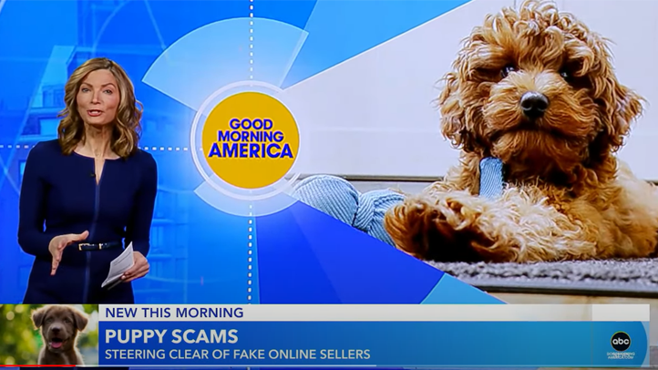 Good Morning America coverage of puppy scams
