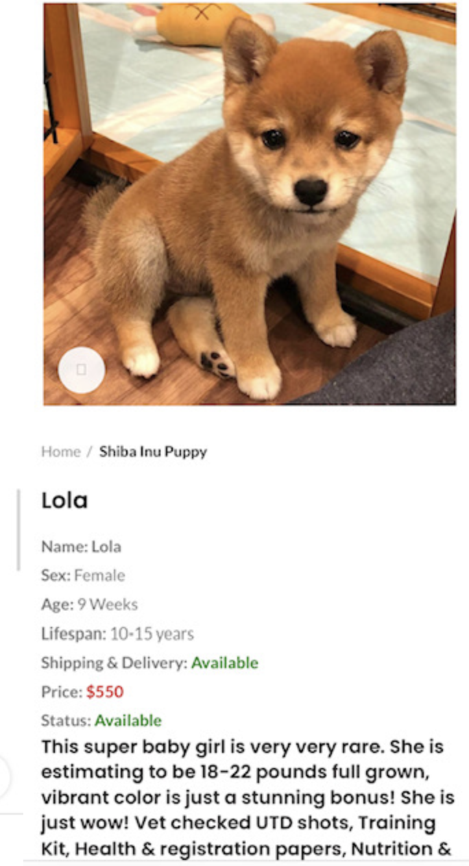 Fake ad #2 for puppy scam study
