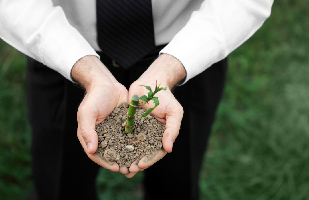 Hands holding a baby plant