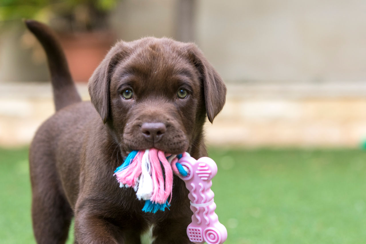 Puppy on knitted blanket