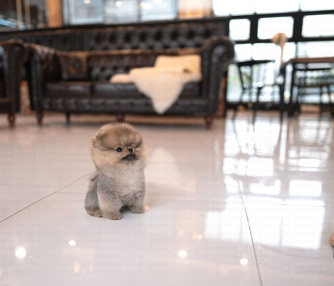 Stolen picture of dog for puppy study