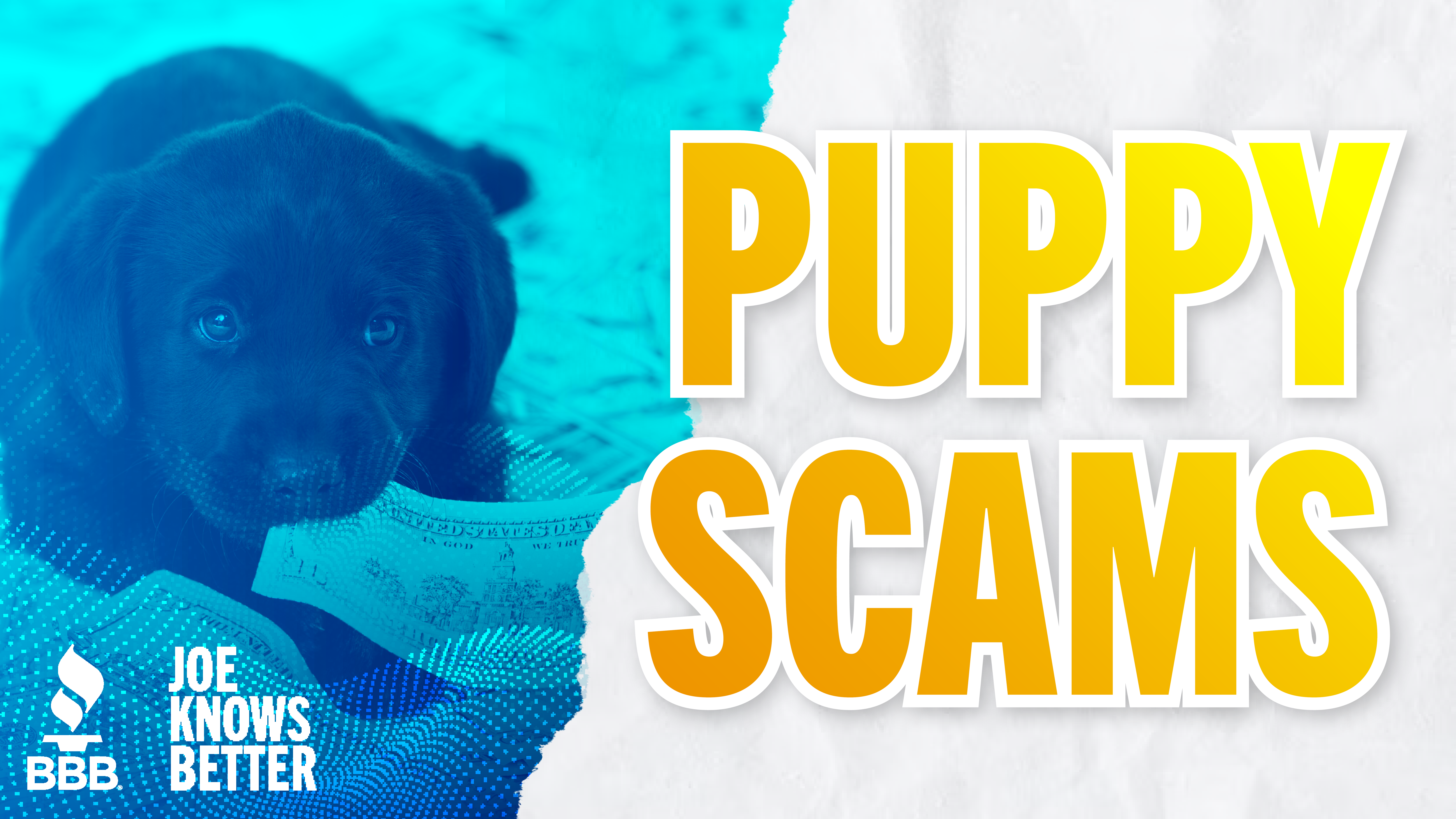 title card reading Puppy Scams