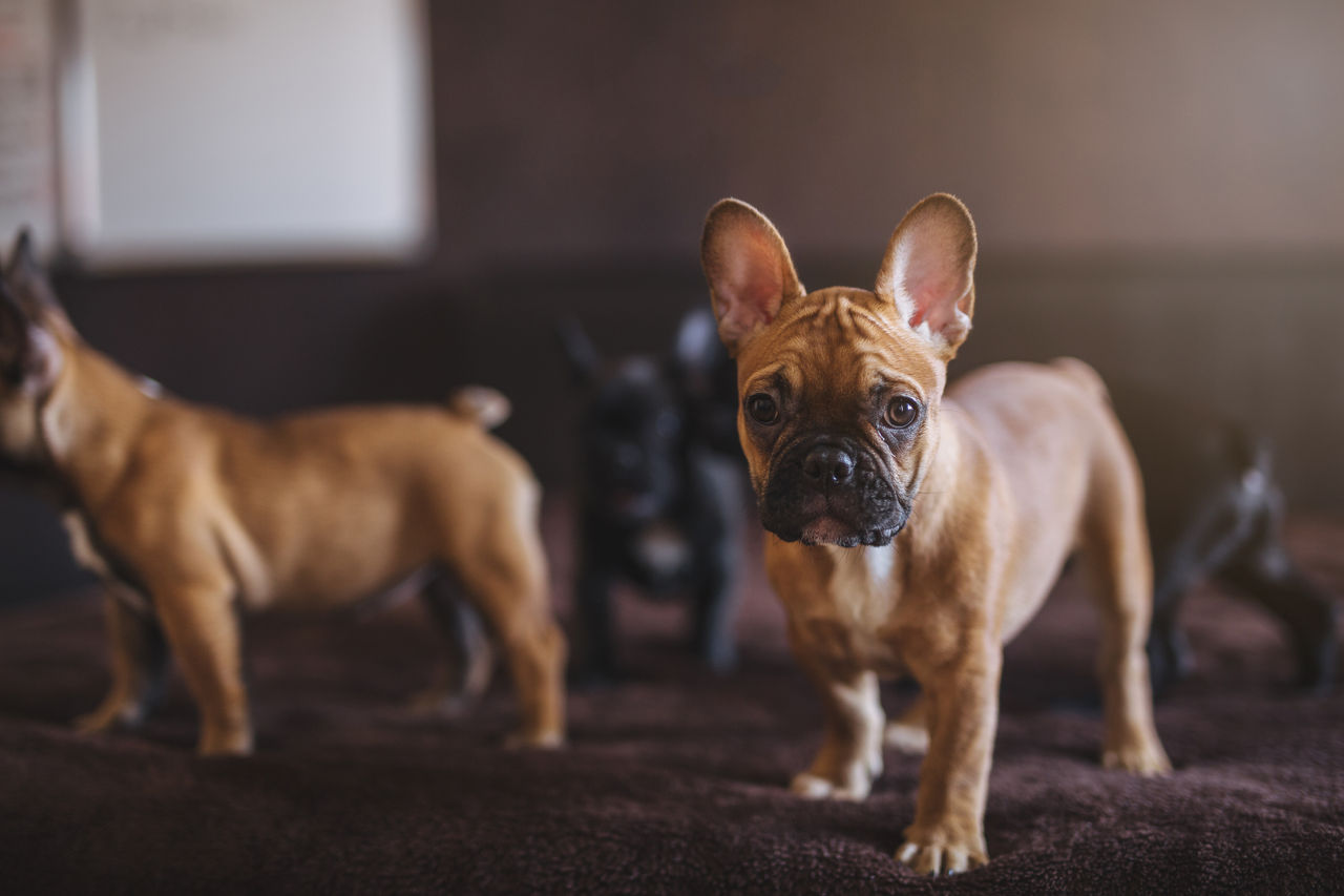 Cute French bulldog puppies standing on a bed in bedroom.