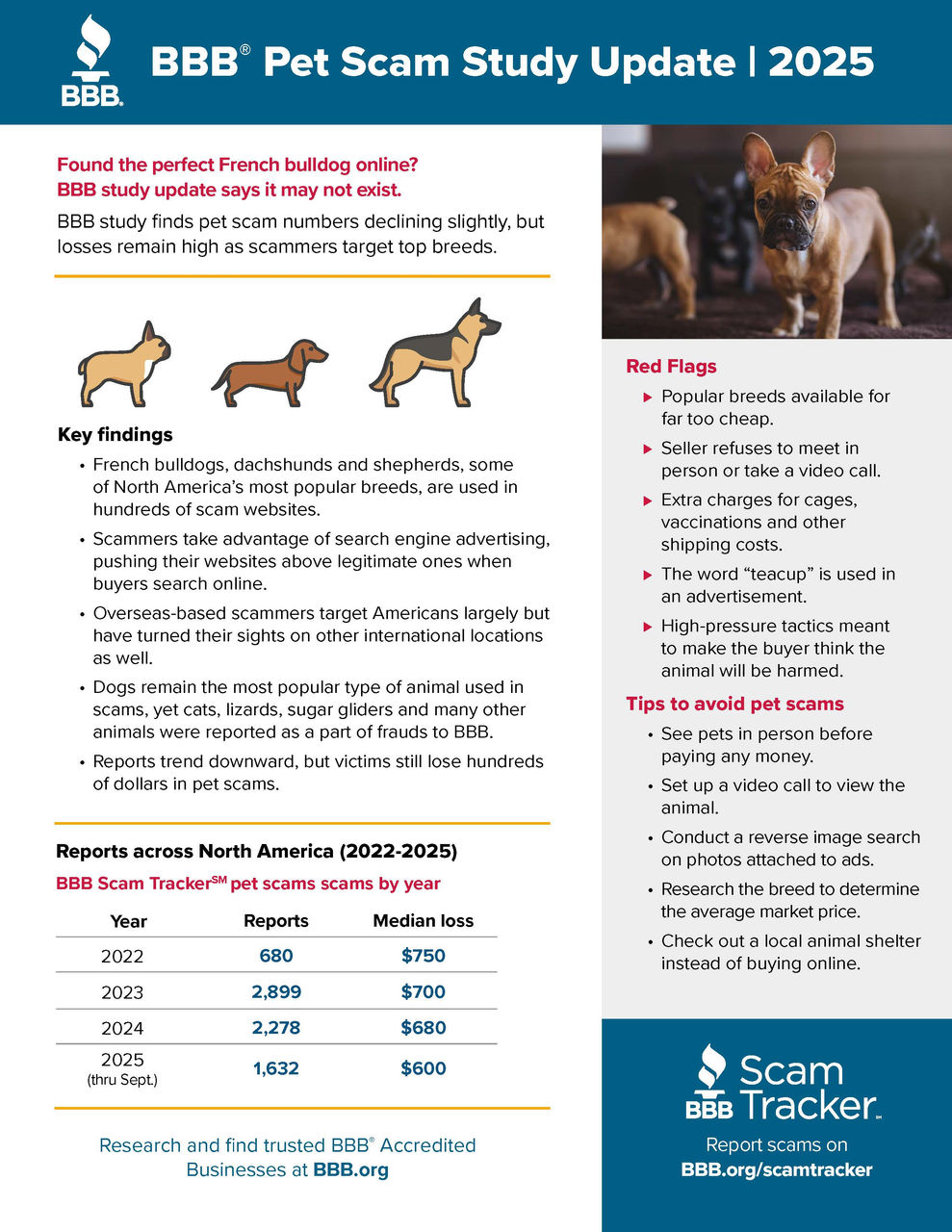 Puppy scam updated infograph teaser