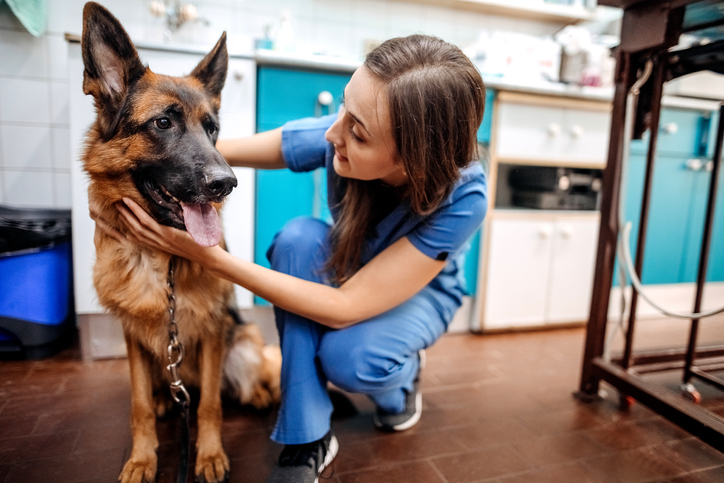 Young happy veterinary nurse smiling while playing with a dog.