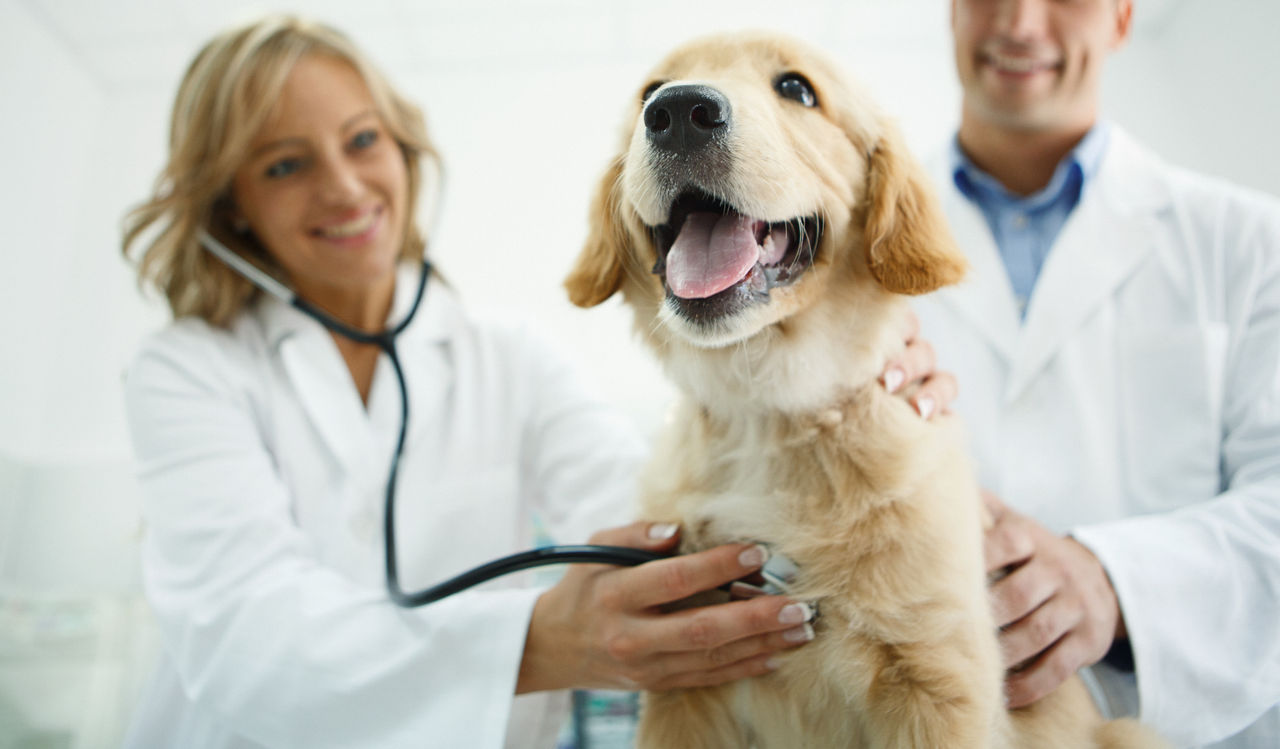 Closeup low angle shot of male and female vets examining Golden retreiever puppy with a stethoscope. The dog is completely healthy and happy.