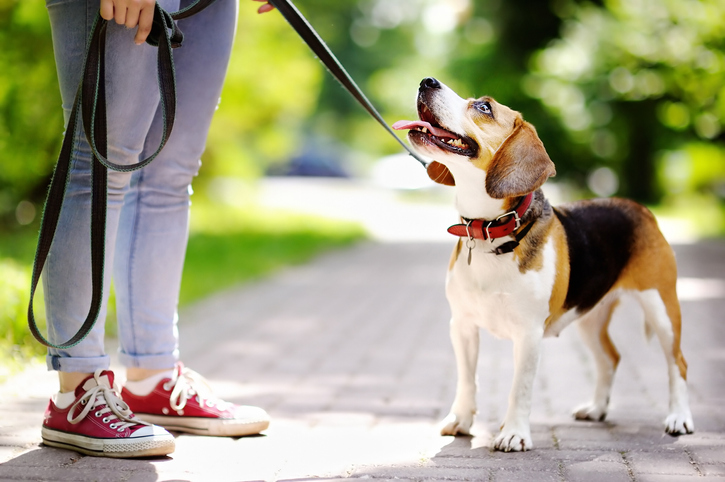 Young woman walking with Beagle dog in the summer park. Obedient pet with his owner