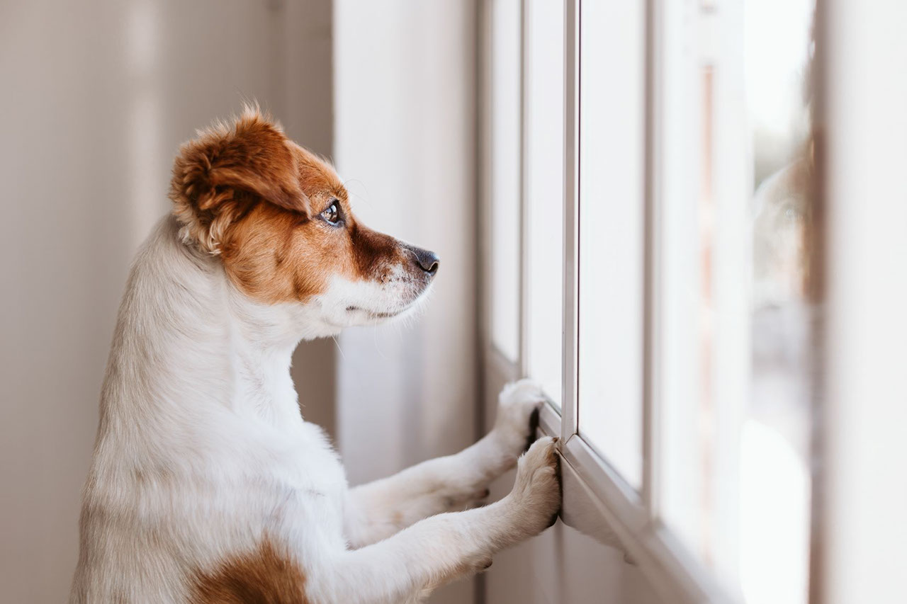 Puppy waiting at the window