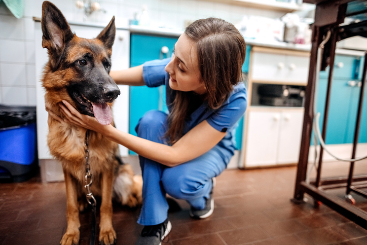 Choosing a veterinarian for your pet