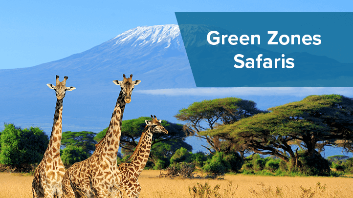 Giraffes in African safari with Green Zones Safaris BBB Member Benefit Story and link to article