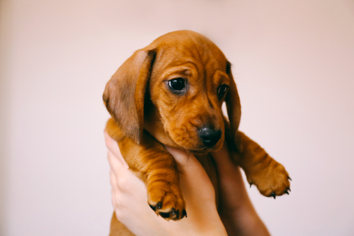 8 weeks old smooth hair brown dachshund puppy isolated in the hands of its female owner.